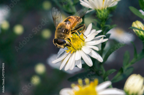 blossom white flower with bee in the garden in springtime summer with sun shine © Oleg_Yakovlev