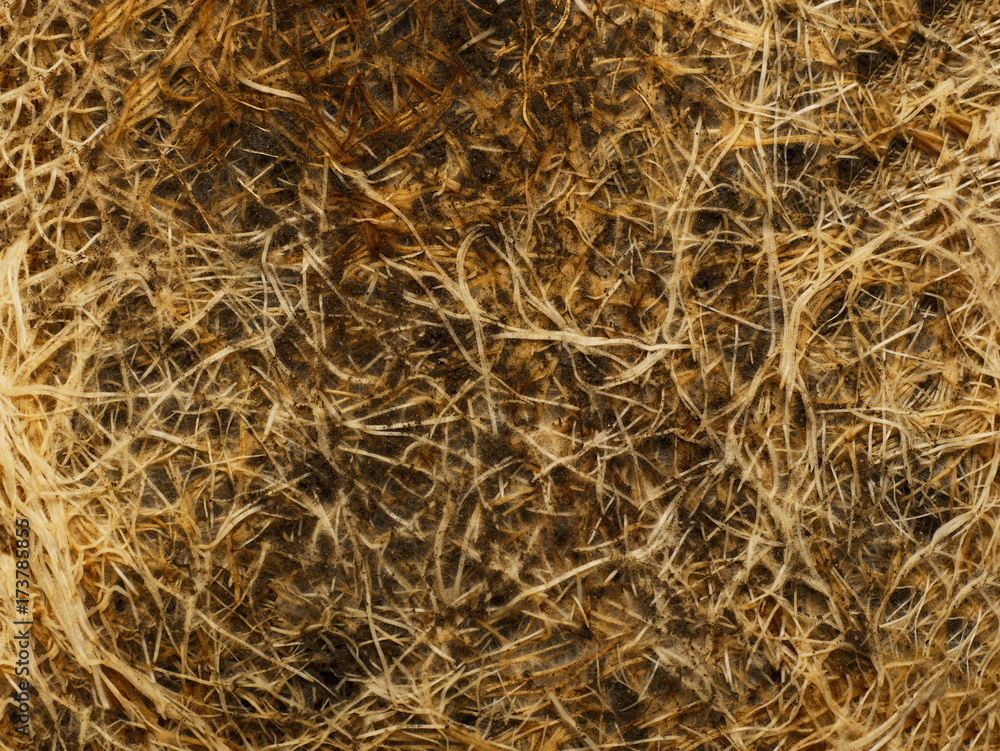 Root background Root background