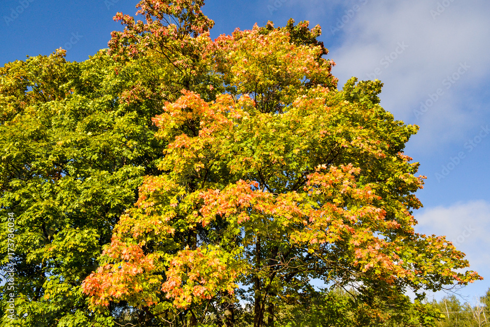 Naklejka premium Autumn. Maple leaves red, yellow against the blue sky