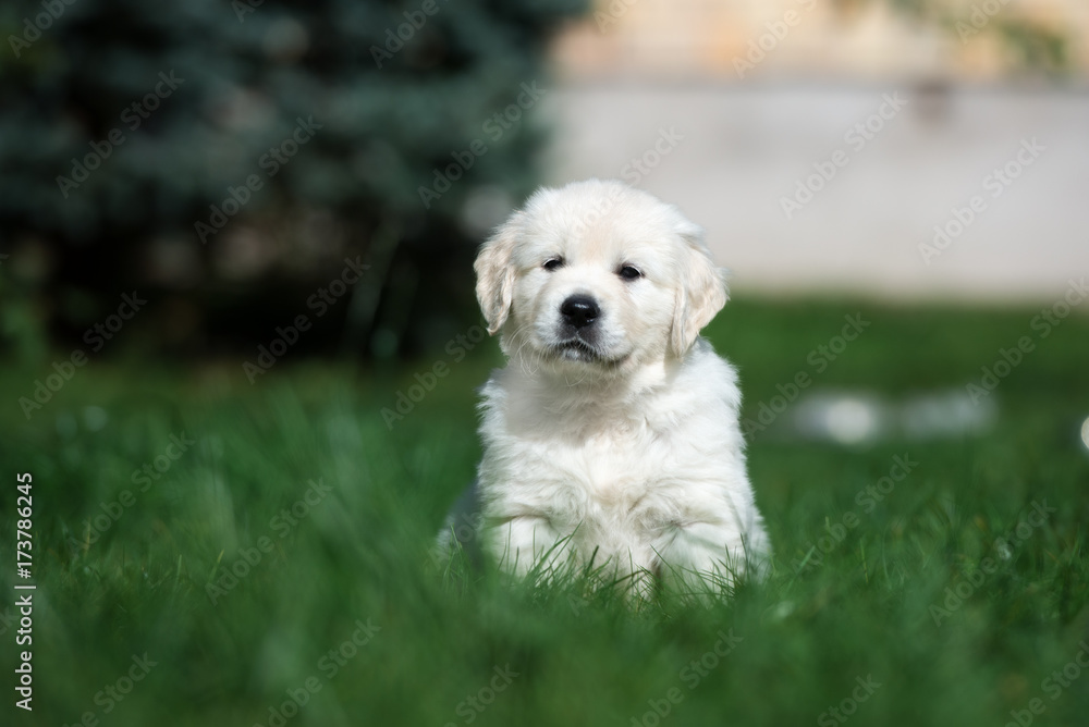 golden retriever puppy sitting on grass golden retriever puppy sitting on grass