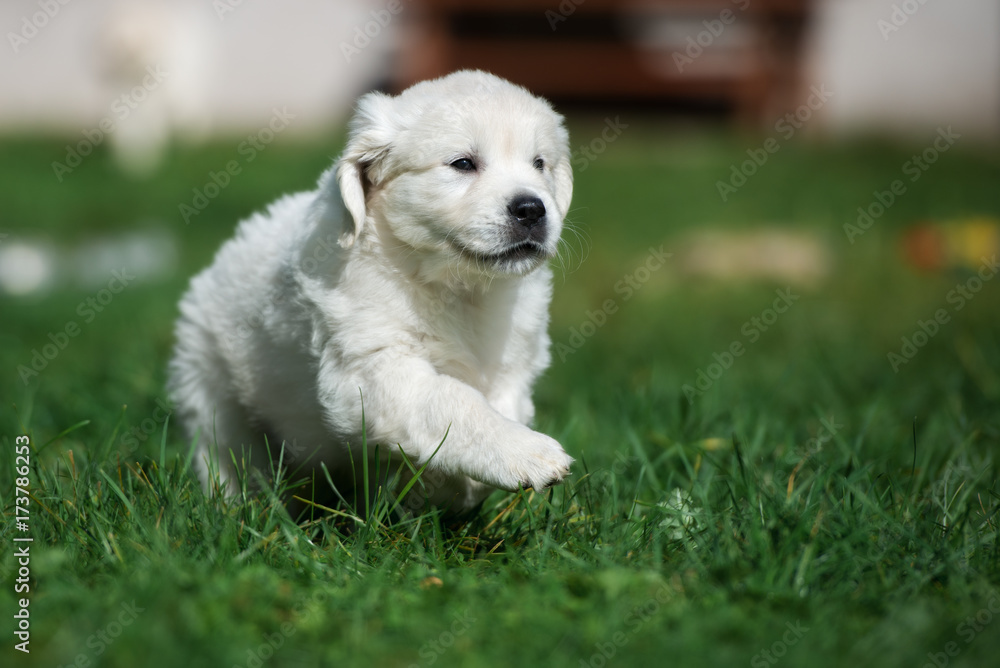 golden retriever puppy walking on grass