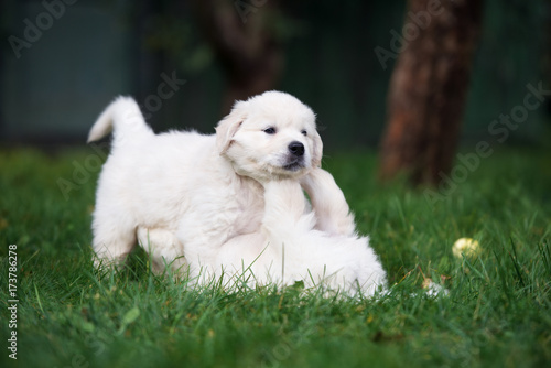 two golden retriever puppies playing in the yard