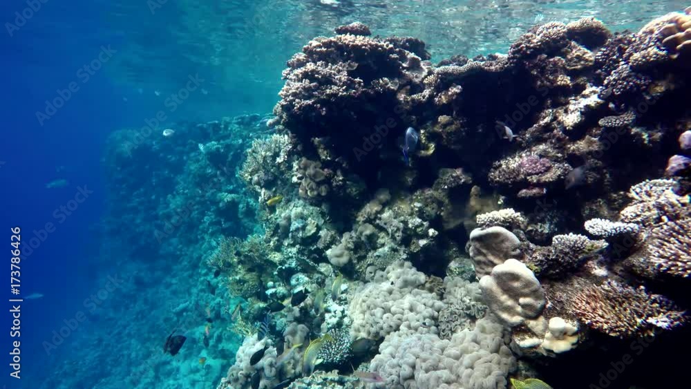 The marine life of tropical fish. Coral reef. Tropical sea and coral reef. The marine life of tropical fish. Coral reef. Tropical sea and coral reef.