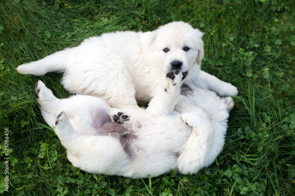 top view of two golden retriever puppies playing together on grass