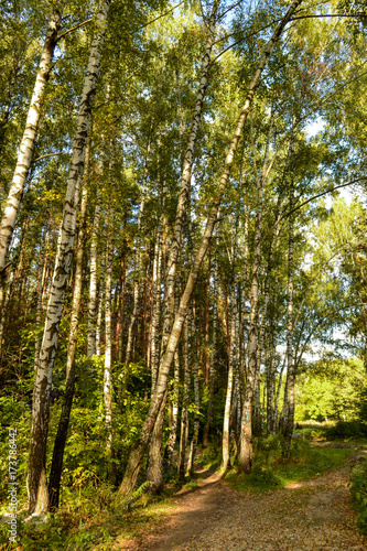 Grove of birch trees and dry grass in early autumn