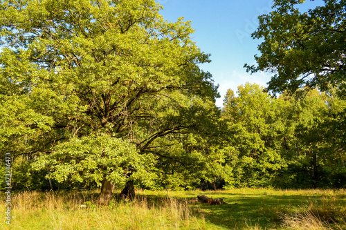 Oak trees in the forest. Sunny day. Blue sky photo