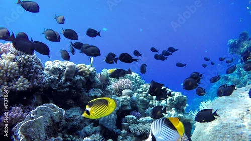 Wallpaper Mural Coral reefs and tropical fish. Beautiful tropical fish and coral reef. Torontodigital.ca