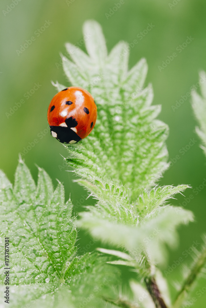 Ladybird on a nettle leaf. Norfolk, UK. Ladybird on a nettle leaf. Norfolk, UK.