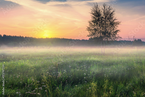 Foggy morning landscape in summer time