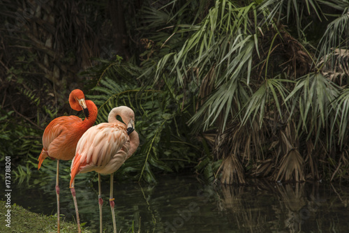 Floridian Pink Flamingos photo
