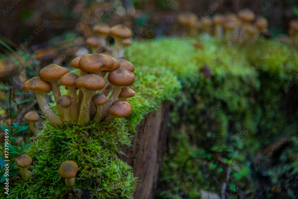 Mushrooms on moss Mushrooms on moss