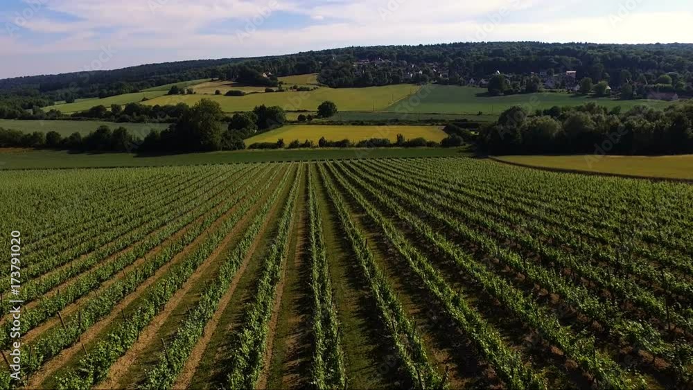 vignes dans le sud de la france vignes dans le sud de la france