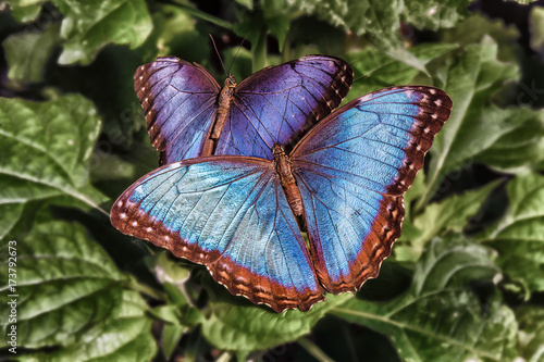 Blue Morpho Butterflies