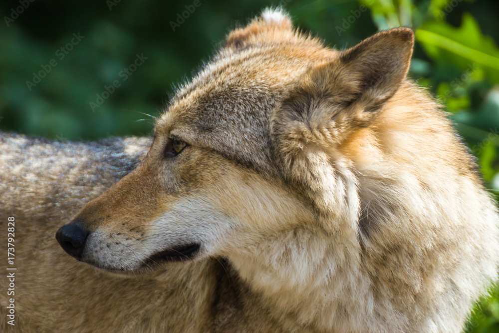 Obraz premium Wolf — the most mysterious animal of the living.