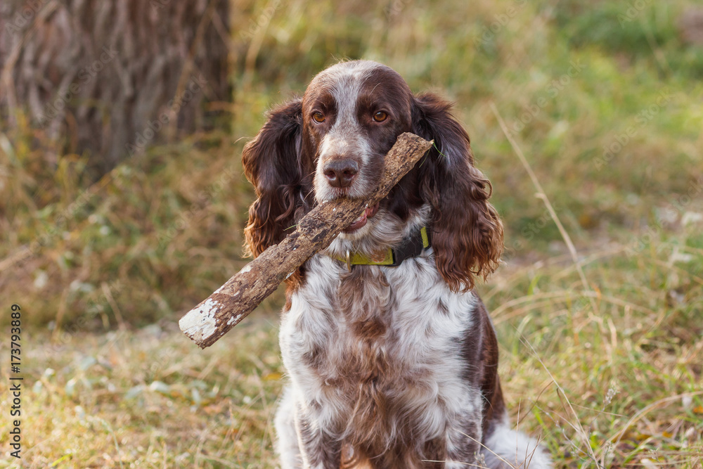 Brown spotted russian spaniel in the forest