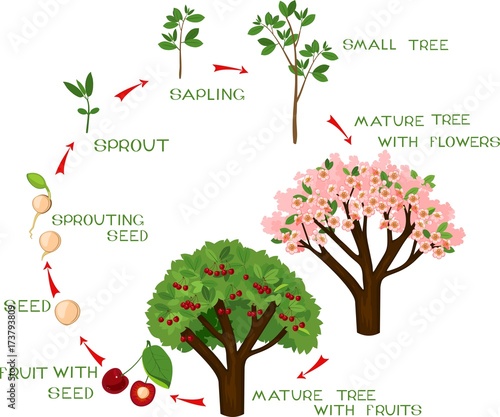 Life cycle of cherry tree with captions. Plant growing from seed to cherry-tree