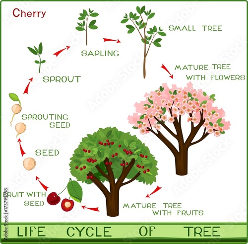 Life cycle of cherry tree with captions. Plant growing from seed to cherry-tree