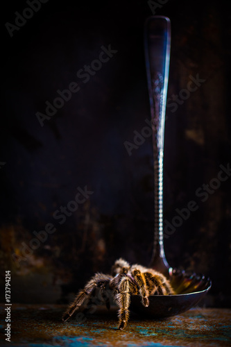 (sorta) still life with tarantula and a ladle photo