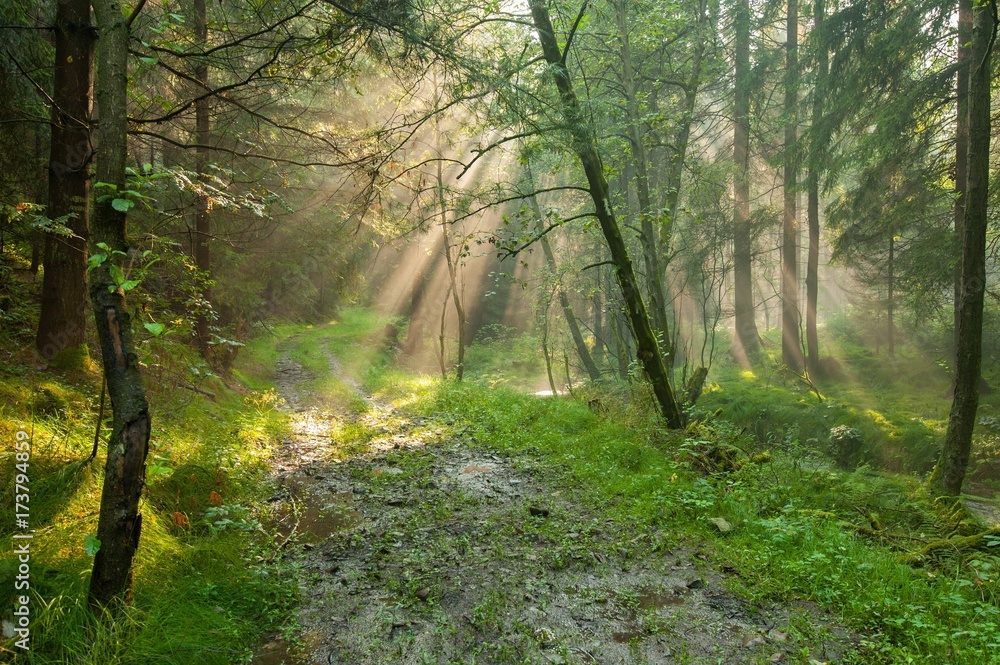 Sun rays in the woods