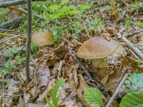 Boletus edulis (English: penny bun, cep, porcino or porcini) in brown dry leaves close-up