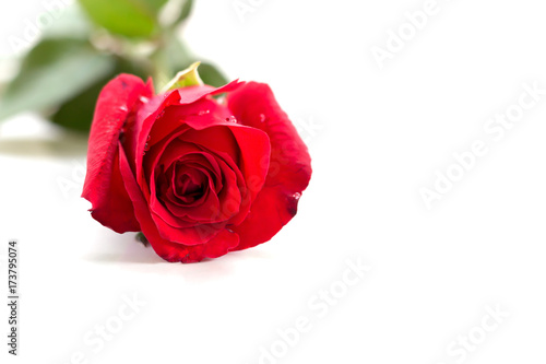 Red rose on a white background © yothinsanchai777
