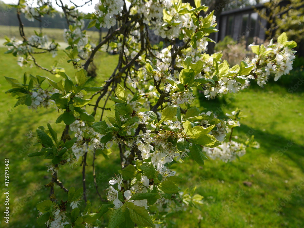 plum tree in flower plum tree in flower
