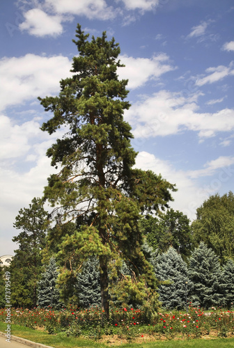 Panfilov park in Almaty. Kazakhstan
