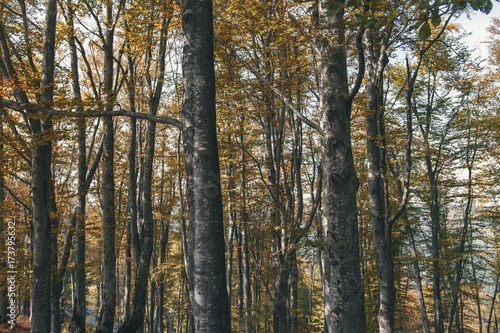 Into The Forest On Sunny Day