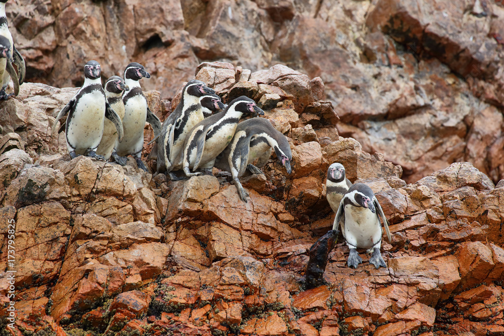 Naklejka premium Humboldt Penguins in Peru
