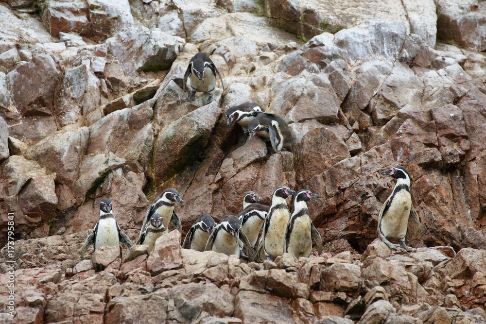 Fototapeta premium Humboldt Penguins in Peru