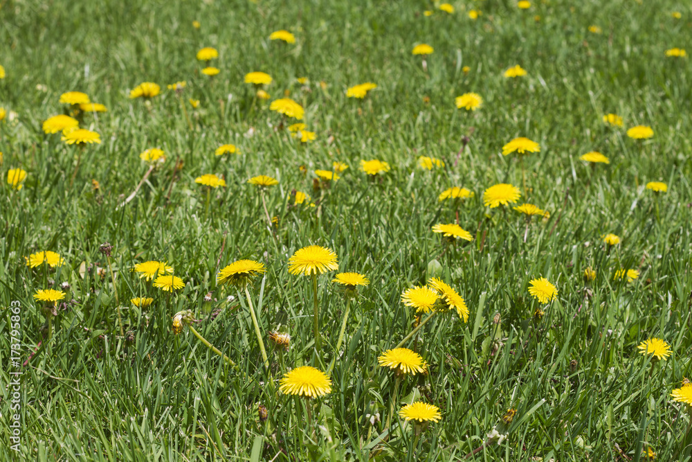 Weeds in Lawn