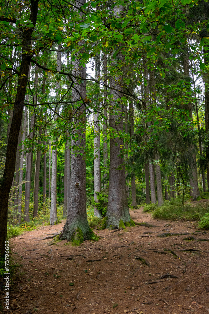 Grüner Blätter Wald mit vielen Bäumen und Weg durch den Bayerischen Wald Grüner Blätter Wald mit vielen Bäumen und Weg durch den Bayerischen Wald
