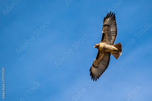 Red-Tailed Hawk 1