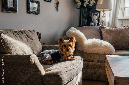 Silky Terrier Chilling on Sofa photo