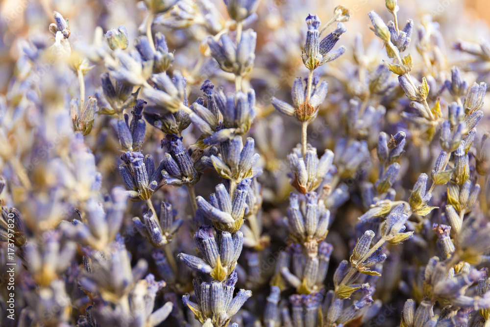 Fototapeta premium Dry lavender on wood desk