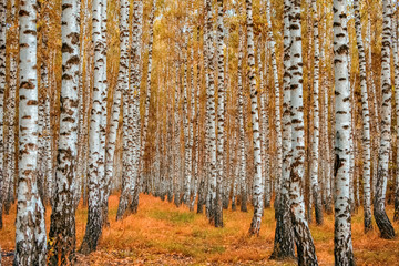 Fotobehang Berkenbos Herfstkleuren in stil berkenbos  © OleksandrO