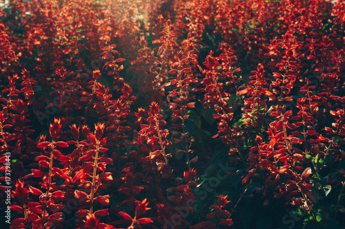 Red flowers on center Millennium on Obilic's with afternoon soft light on Belgrade, Serbia. photo