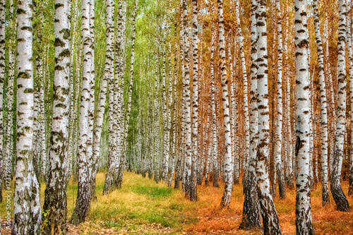 Fototapeta Naklejka Na Ścianę i Meble -  Autumn birch forest moves from summer to autumn