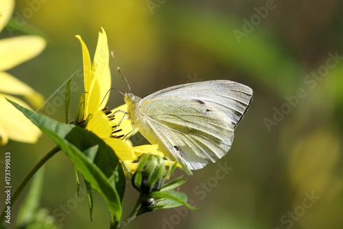 Cabbage white butterfly