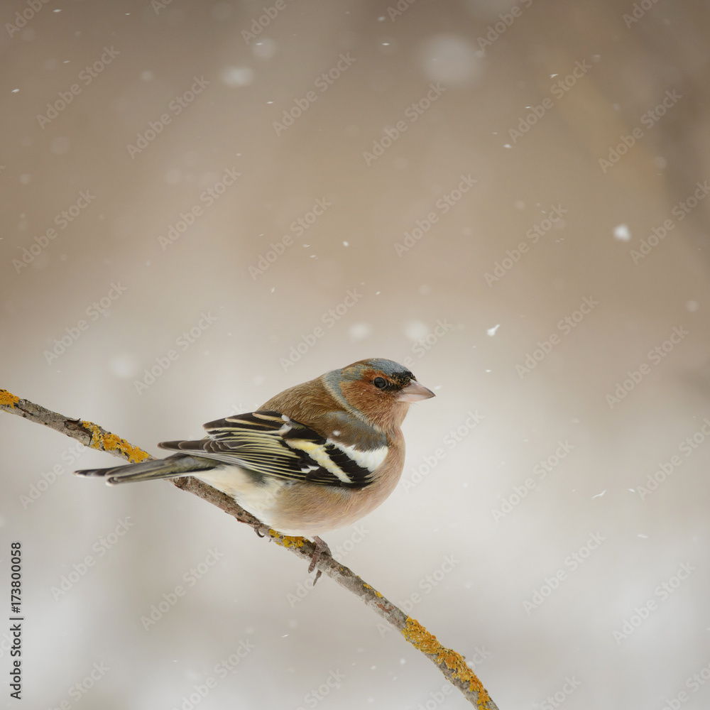 Chaffinch, Fringilla coelebs Chaffinch, Fringilla coelebs