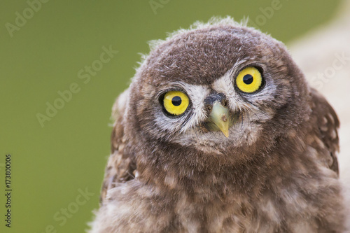 A young little owl looking at the camera