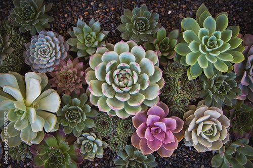 Fotografía Echeveria garden
