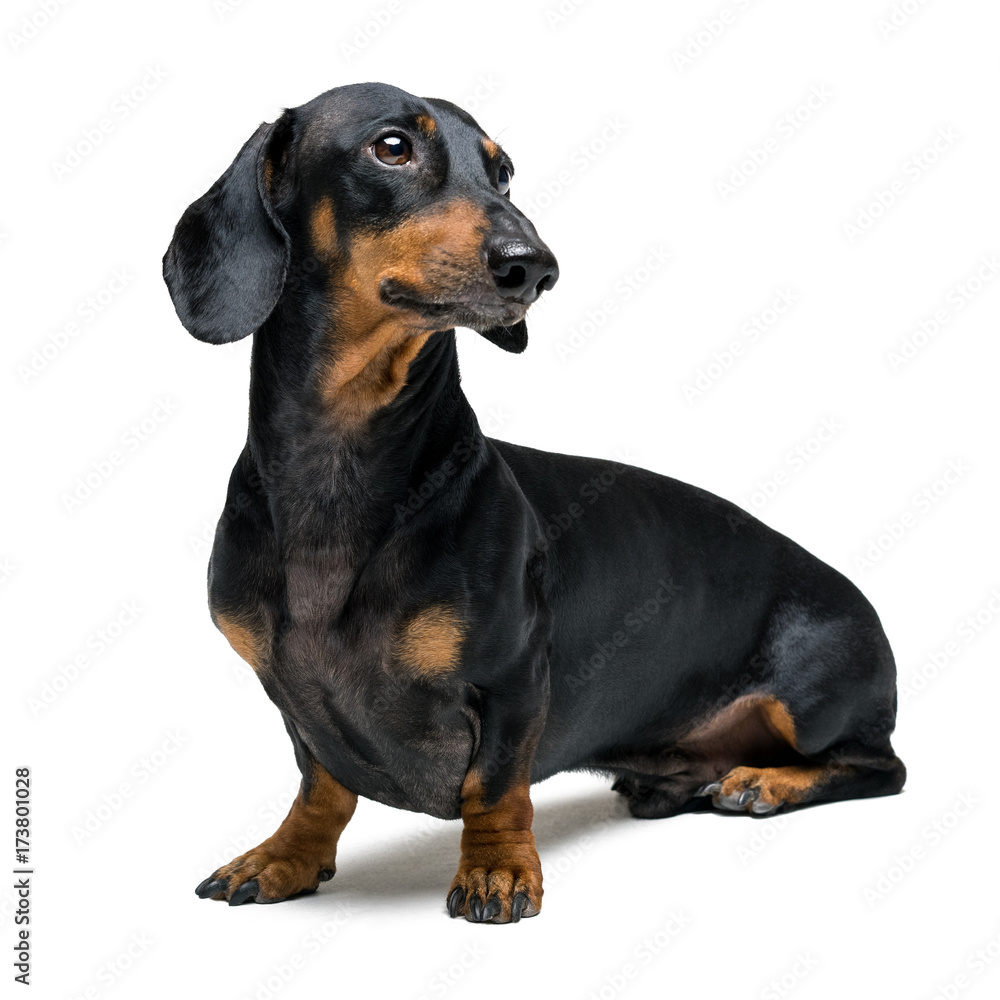A dog (puppy) of the dachshund male breed, black and tan on isolated on white background