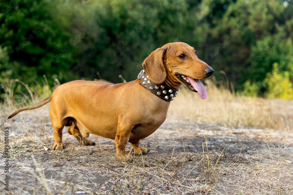 Cute dachshund on nature background Cute dachshund on nature background