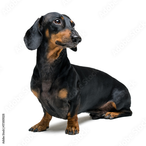Fototapeta Naklejka Na Ścianę i Meble -  A dog (puppy) of the dachshund male breed, black and tan on isolated on white background