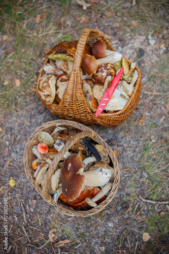 Baskets full of various kinds of mushrooms in a forest