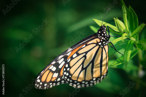 Monarch Butterfly © Susan