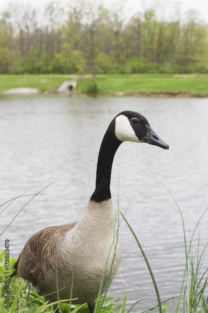Obraz premium Canadian Goose