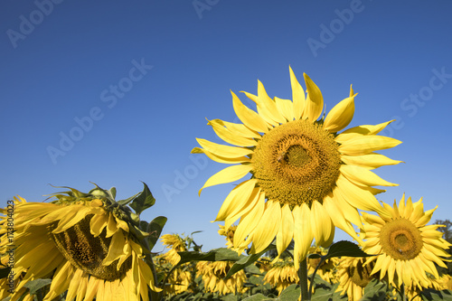 Sunflower blosssom  in field  against blue skies in early morning light photo