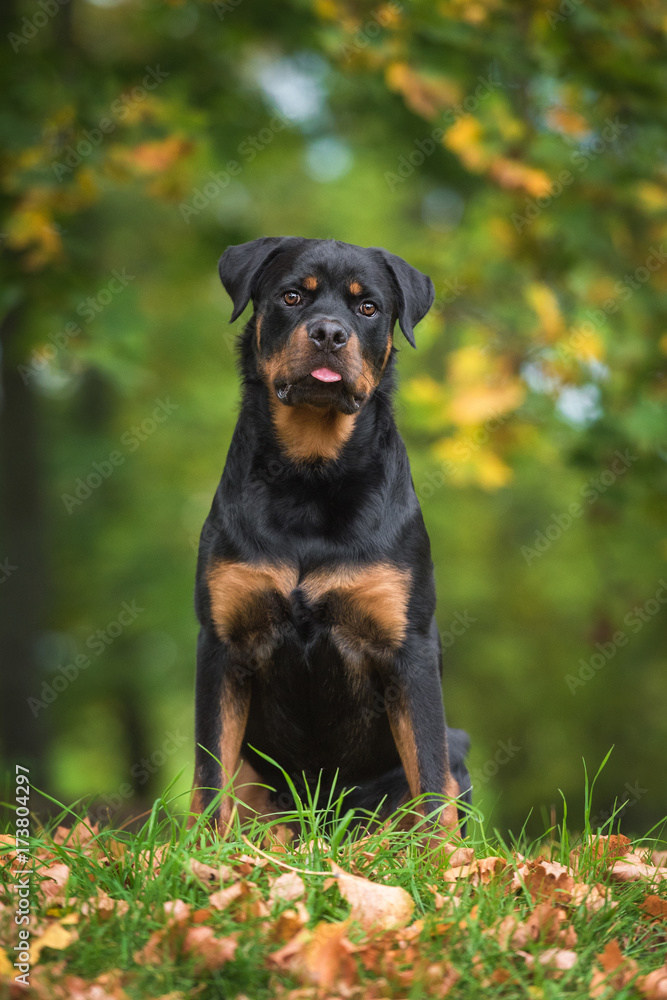 Rottweiler dog in autumn Rottweiler dog in autumn